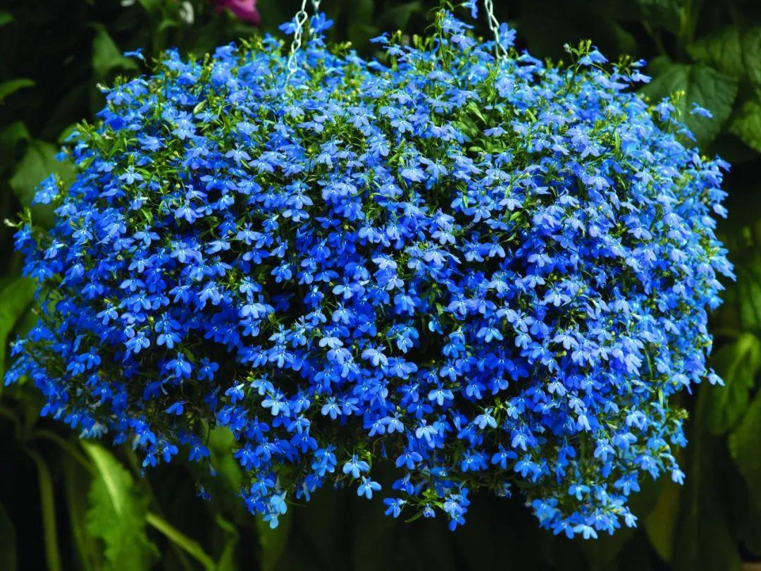 百萬(wàn)小鈴的扦插方法，小木槿扦插多久生根?