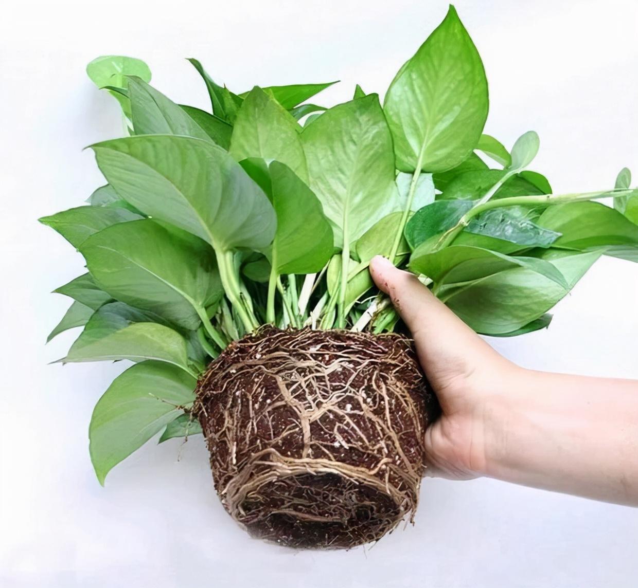 不夜城的分株繁殖，蝴蝶蘭是怎么繁殖的?