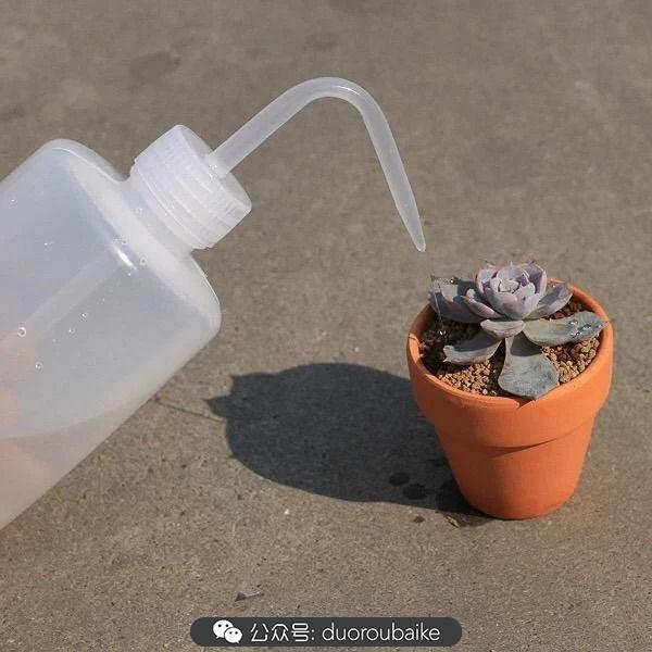 多肉白鳥(niǎo)怎么施肥，白鳥(niǎo)多肉爆盆?