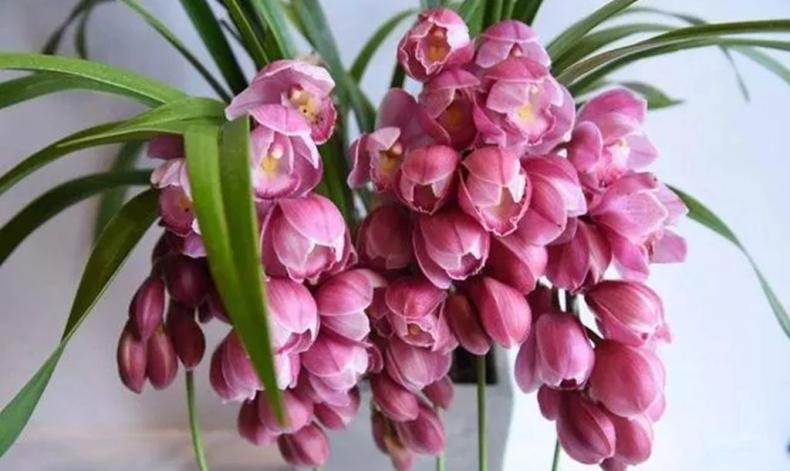 大花蕙蘭花期怎樣澆水，大花蕙蘭怎么澆水合適?