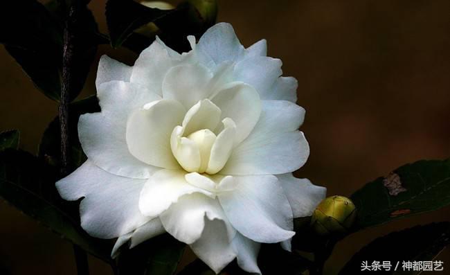 如何使茶梅在元旦開(kāi)花，茶梅開(kāi)白花怎么辦?