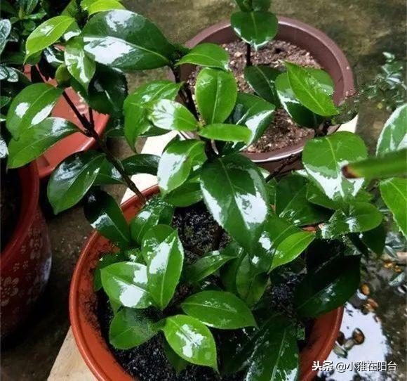 茶花澆水的正確方法，茶花澆水多了怎么補救，茶花的澆水技巧?