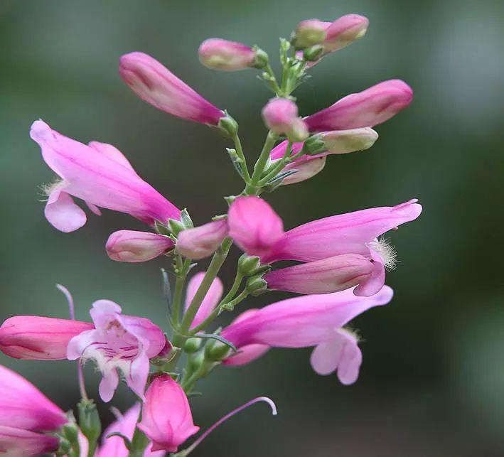 釣鐘柳的繁殖方法詳解，釣鐘柳圖片?