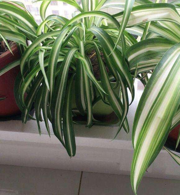 吊蘭冬天怎么過(guò)冬，金邊吊蘭冬天會(huì )凍死嗎?