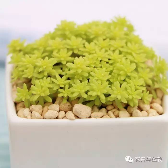 薄雪萬(wàn)年草開(kāi)花嗎，薄雪萬(wàn)年草耐寒多少度?