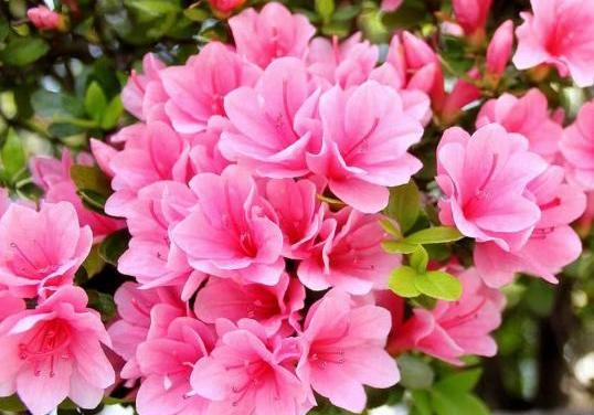 杜鵑施肥方法，用什么肥好，施肥方式有哪四種?