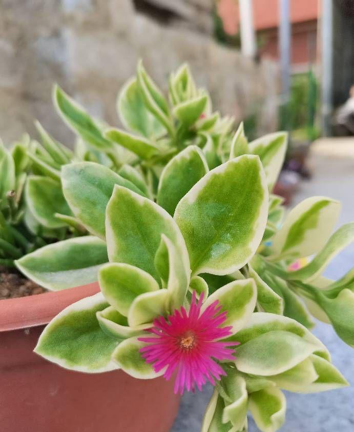 水培牡丹吊蘭的養殖方法和注意事項，水培會(huì )不會(huì )開(kāi)花，牡丹花可以用水養嗎?