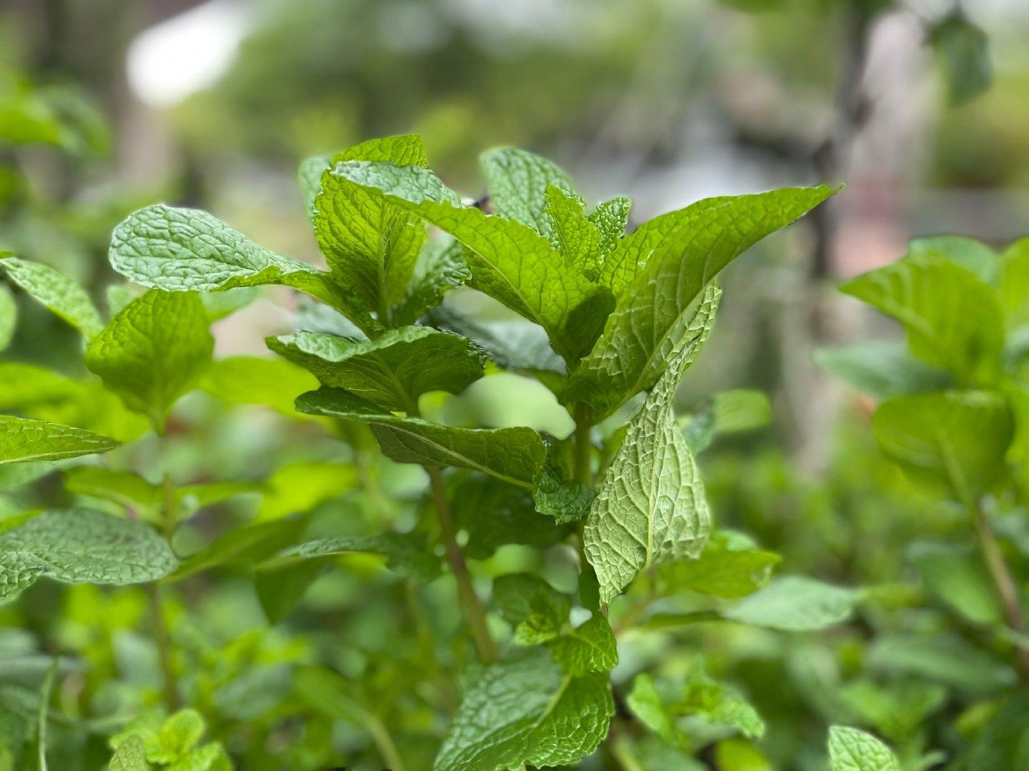 薄荷施什么肥，薄荷施肥時(shí)的兩大注意，盆栽薄荷施什么肥?