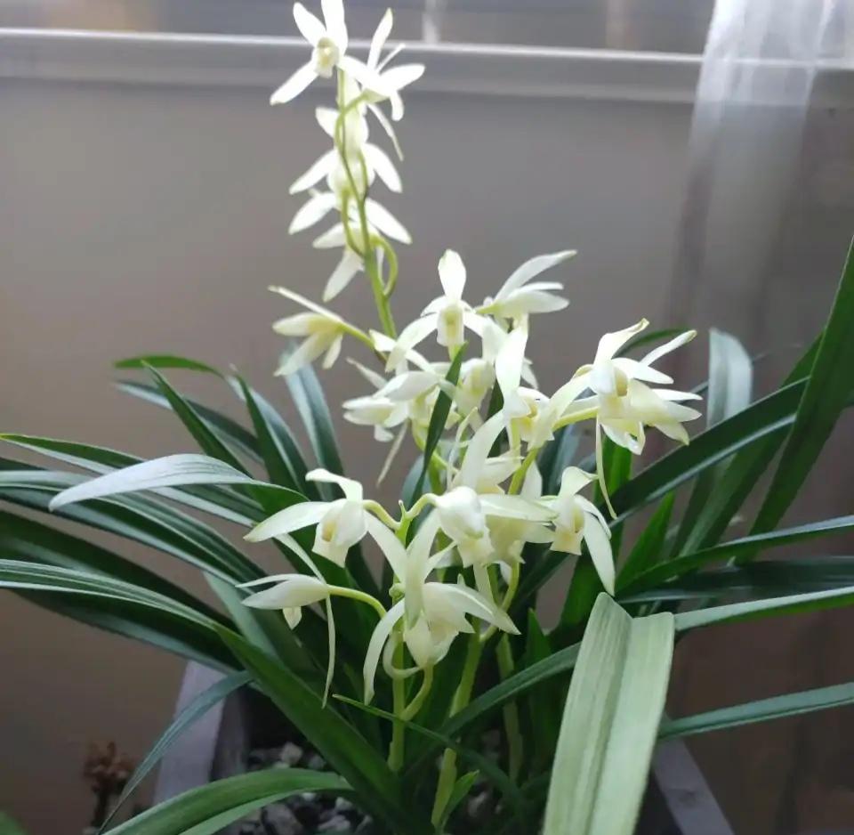 不夜城的分株繁殖，蝴蝶蘭是怎么繁殖的?