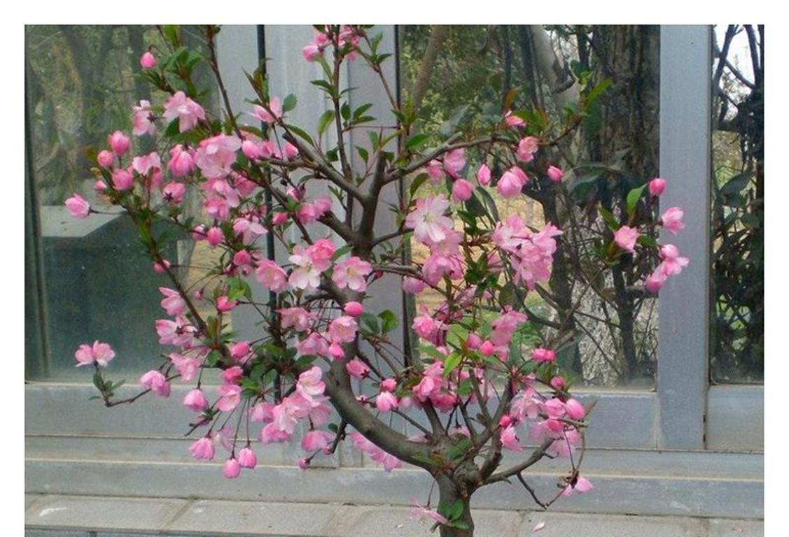 怎么讓垂枝海棠二次開(kāi)花，皇家美人垂枝海棠?