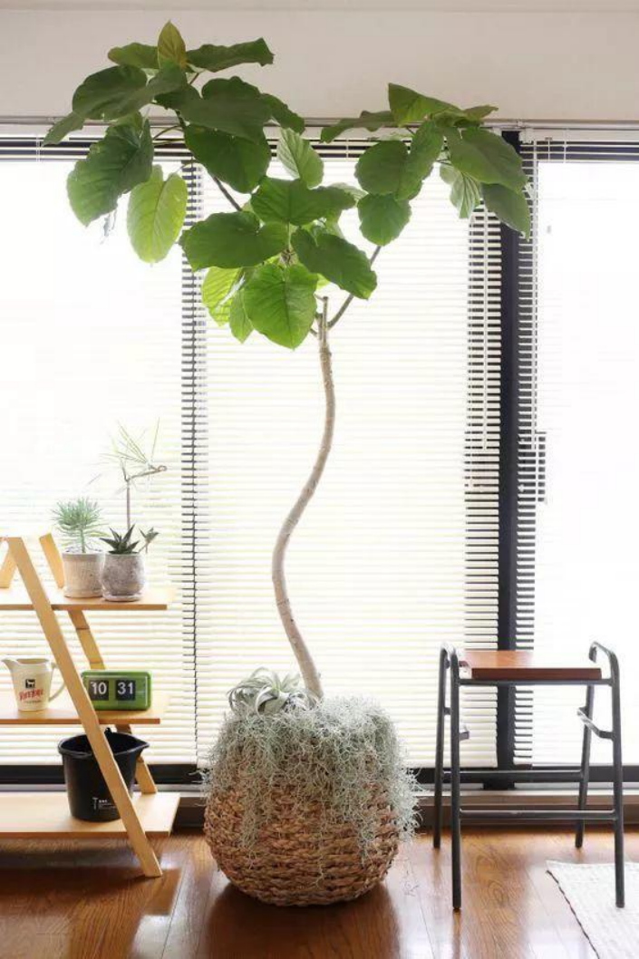 百合沒(méi)有陽(yáng)光能開(kāi)花嗎，花期需要曬太陽(yáng)嗎，什么花常年開(kāi)花又耐陰?