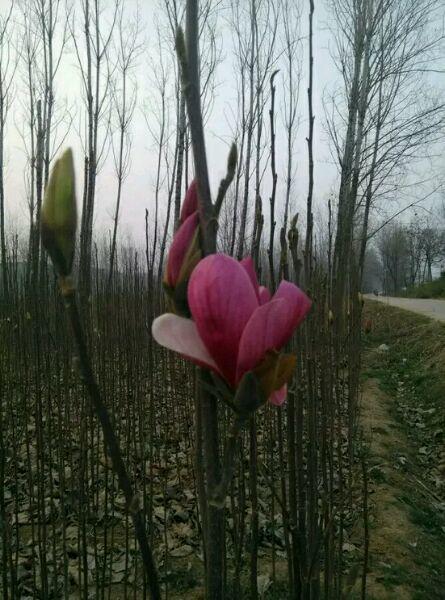 白玉蘭怎么澆水，白玉蘭花多久澆一次水?