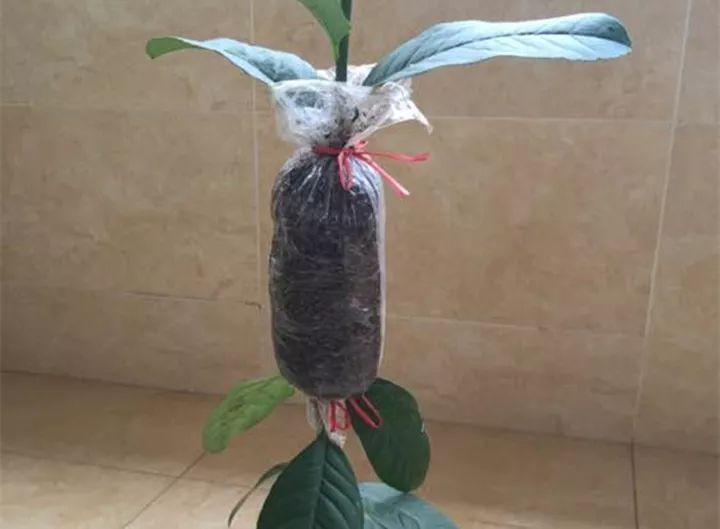 茶花壓條多久生根，空中壓條繁殖技術(shù)，臘梅壓條繁殖時(shí)間?