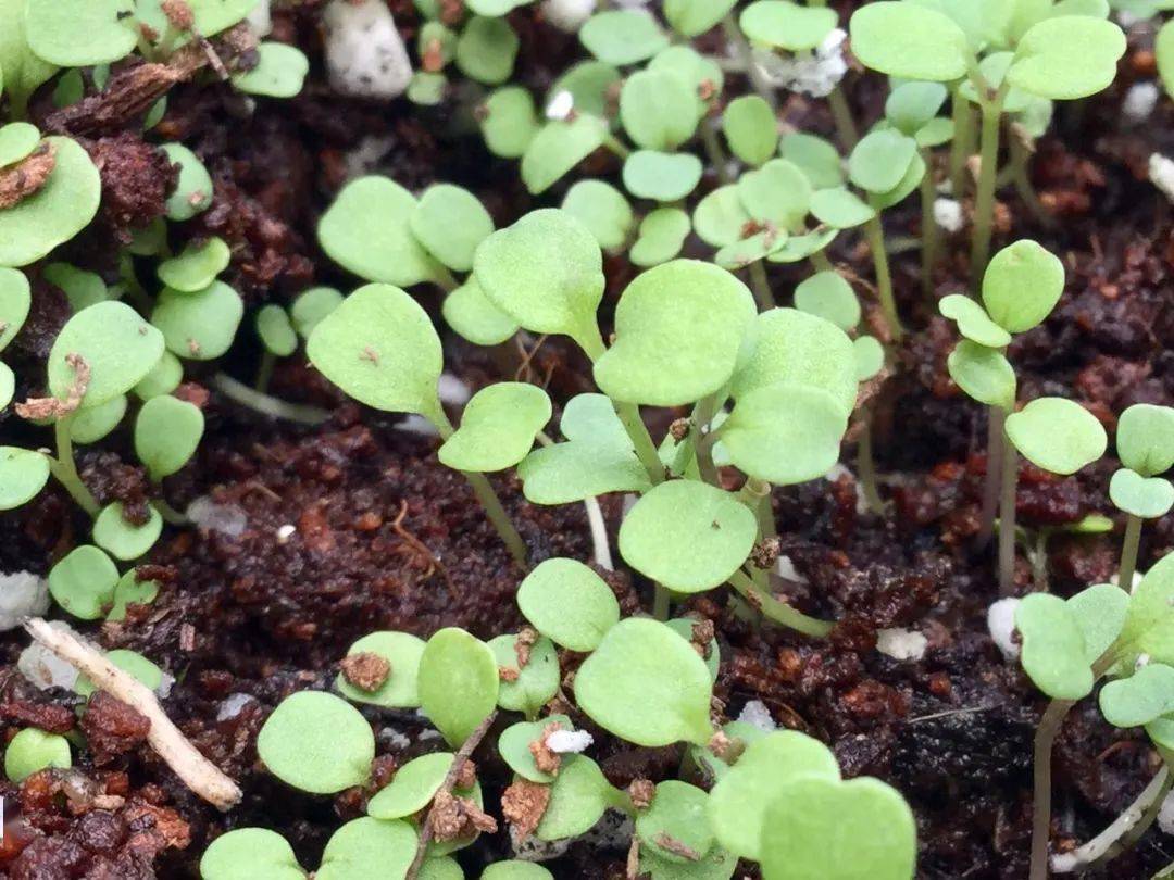 花椰菜種植前景怎么樣(農村夫婦種植30畝“致富菜”)