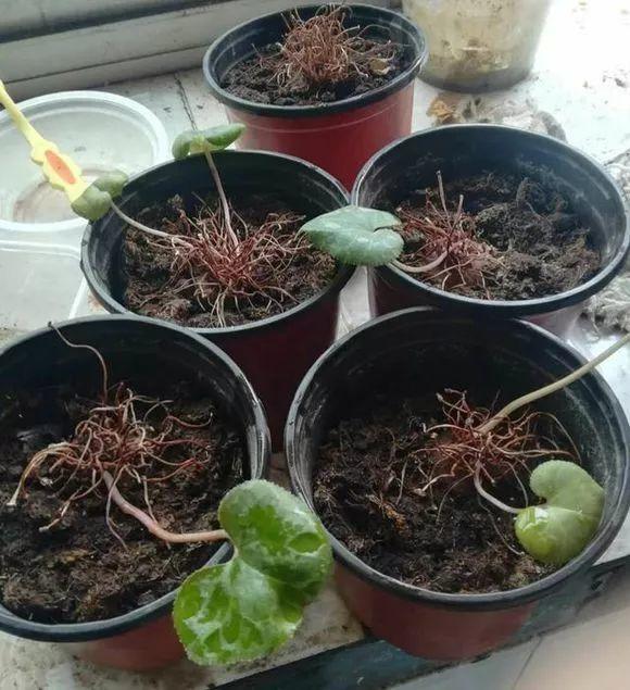 長(cháng)壽花花謝后如何修剪，怎么處理，杜鵑花花謝后怎樣修剪?