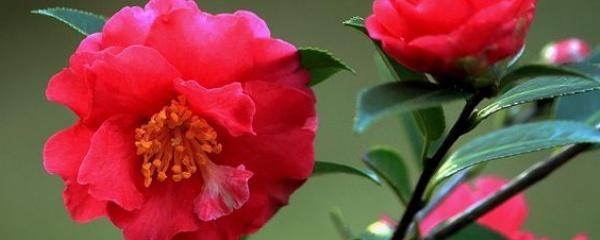 茶梅盆景的修剪方法，茶梅的修剪方法圖解?