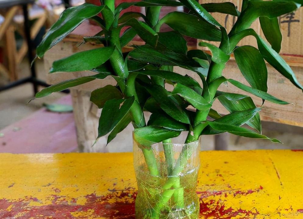 富貴竹施肥方法，用什么肥好，富貴竹怎么水養才旺盛?