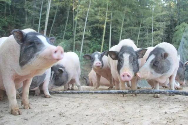 花椰菜種植前景怎么樣(農村夫婦種植30畝“致富菜”)
