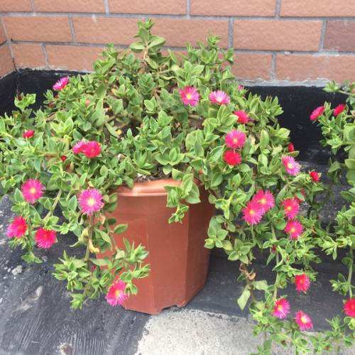 怎么讓牡丹吊蘭爆盆，怎么扦插，牡丹吊蘭水培圖片?