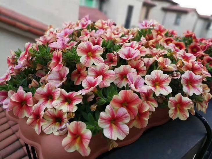 百萬(wàn)小鈴怎么修剪，如何快速復花，小玫瑰花謝了怎么修剪?