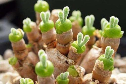 碧光環(huán)怎么播種，碧光環(huán)怎么保持短耳朵?