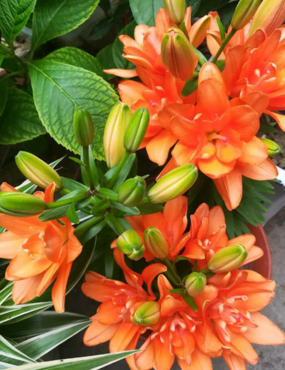 百合徒長(cháng)不開(kāi)花的原因，怎么催花，百合打頂圖解?