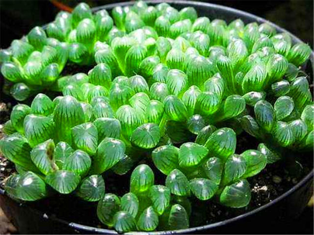 冰燈玉露開(kāi)花什么顏色，冰燈玉露怎么爆盆?