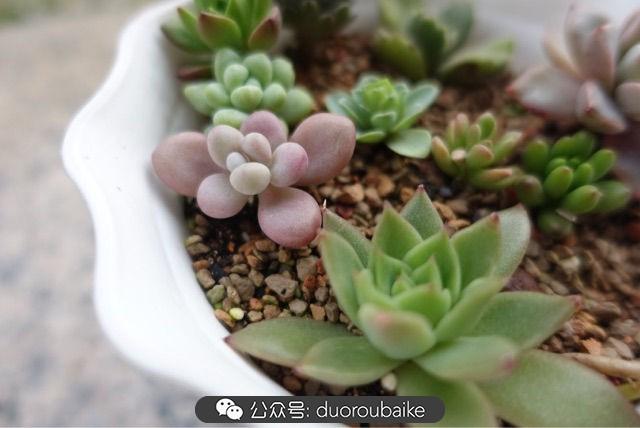 多肉白鳥(niǎo)怎么施肥，白鳥(niǎo)多肉爆盆?