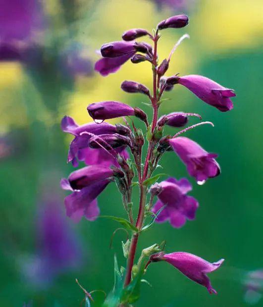 釣鐘柳的繁殖方法詳解，釣鐘柳圖片?