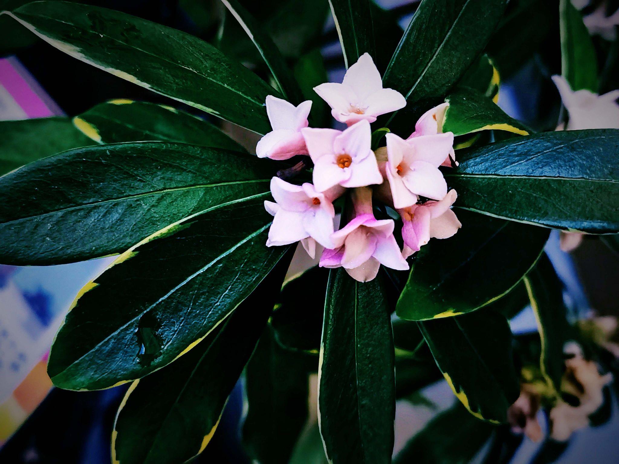 桂花是哪個(gè)城市的市花，開(kāi)花季節，桂花是哪個(gè)季節開(kāi)花?
