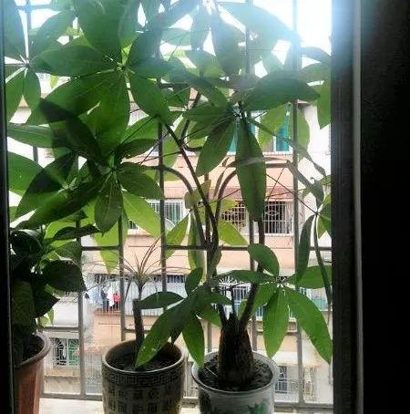 家養發(fā)財樹(shù)怎樣過(guò)冬，能用硫酸亞鐵水澆嗎，招財樹(shù)冬天怎么養?