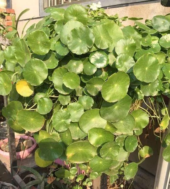 長(cháng)壽花施肥方法，用什么肥好，長(cháng)壽花用什么肥好什么時(shí)候施肥合適?