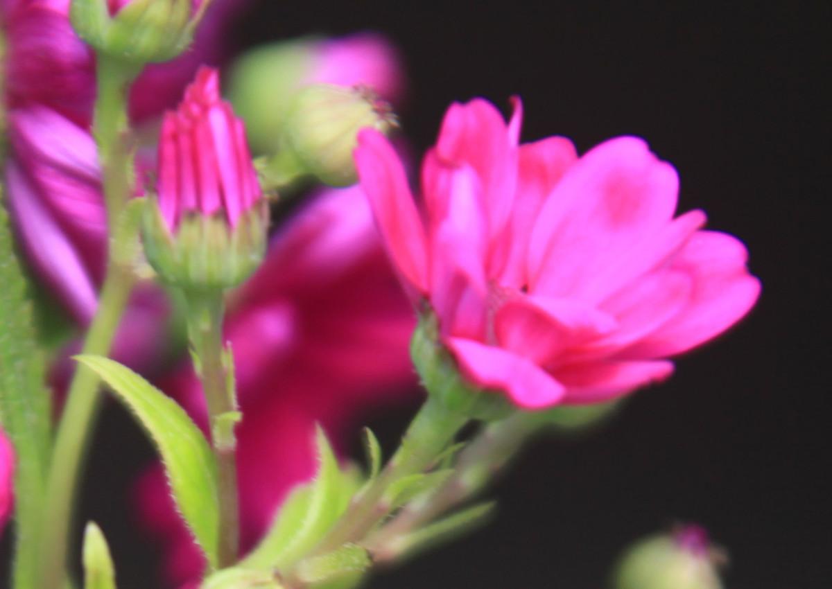 瓜葉菊怎么扦插，菊花扦插生根最快方法?