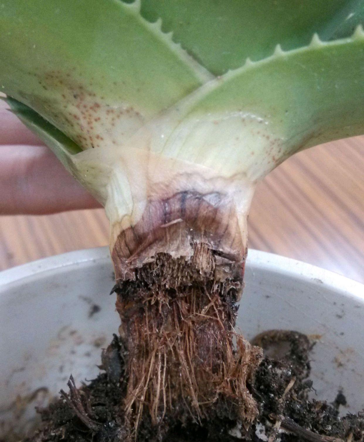 不夜城的分株繁殖，蝴蝶蘭是怎么繁殖的?