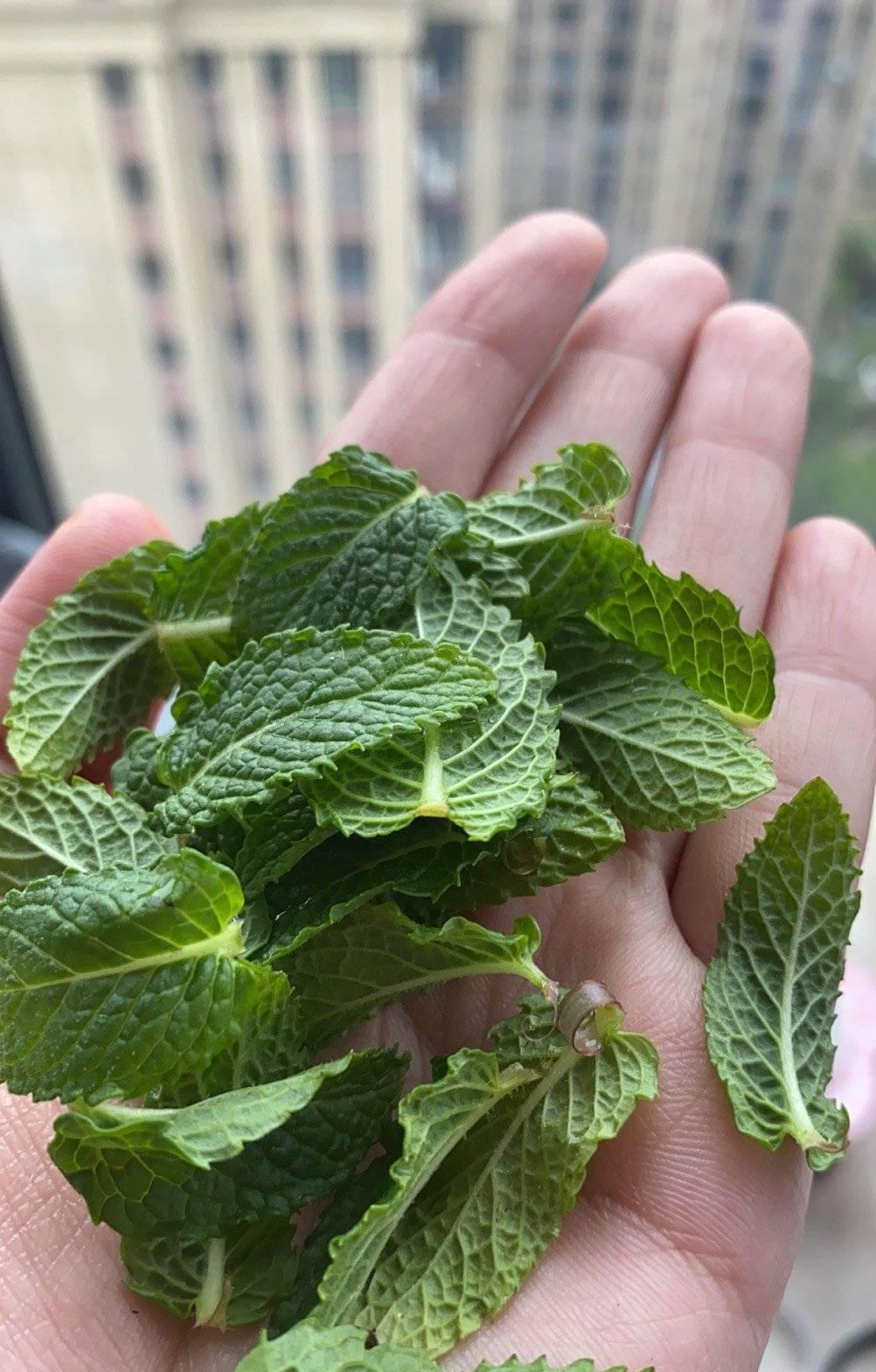 薄荷施什么肥，薄荷施肥時(shí)的兩大注意，盆栽薄荷施什么肥?