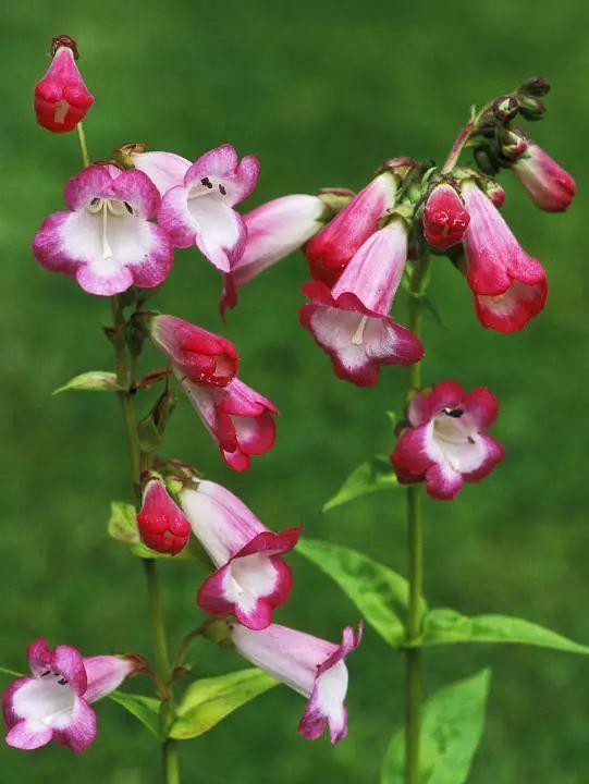 釣鐘柳的繁殖方法詳解，釣鐘柳圖片?