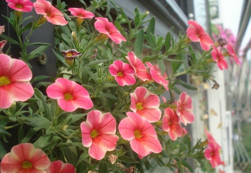 百萬(wàn)小鈴怎么修剪，如何快速復花，小玫瑰花謝了怎么修剪?