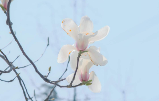 百萬(wàn)小鈴的繁殖方法，什么時(shí)候扦插，發(fā)財樹(shù)什么時(shí)候扦插好?