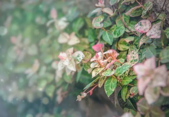 百萬(wàn)小鈴的繁殖方法，什么時(shí)候扦插，發(fā)財樹(shù)什么時(shí)候扦插好?