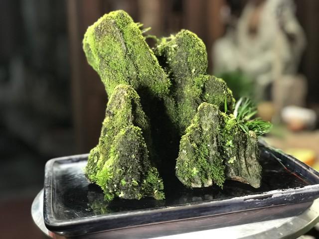 菖蒲怎么澆水，菖蒲葉尖干枯怎么辦?