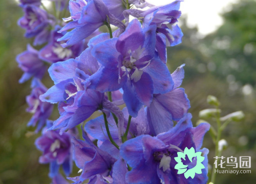 翠雀的繁殖方法，翠雀?