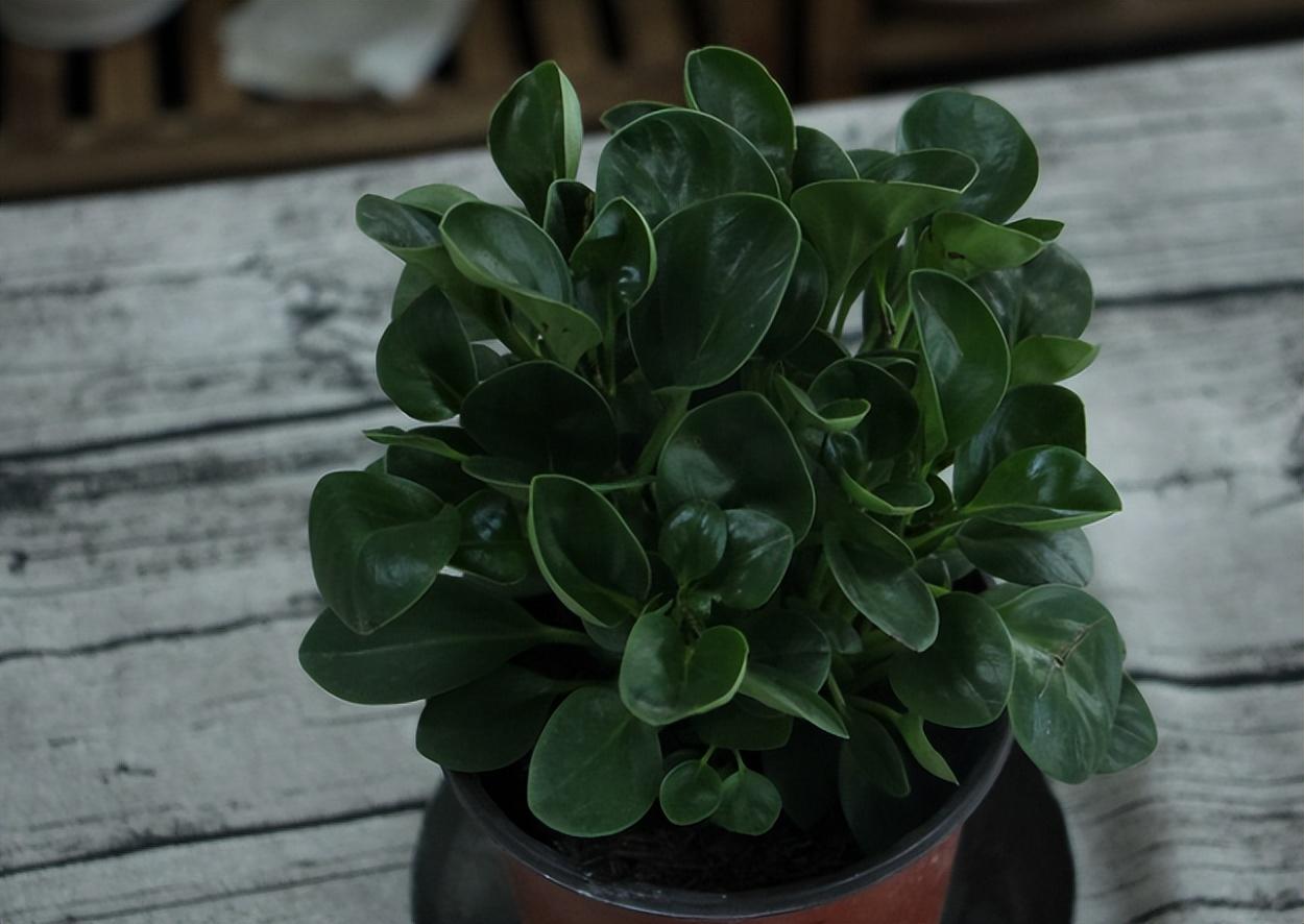 豆瓣綠怎么扦插，豆瓣綠10月份可以扦插嗎?