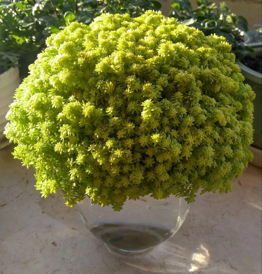 薄雪萬(wàn)年草怎么過(guò)冬，薄雪萬(wàn)年草和佛甲草區別?