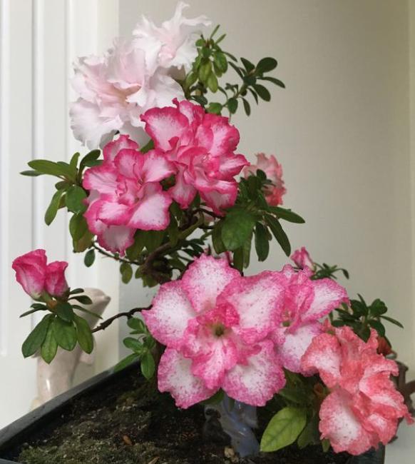 杜鵑施肥方法，用什么肥好，施肥方式有哪四種?