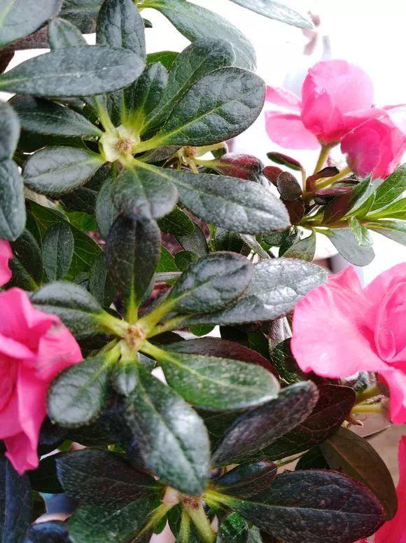 長(cháng)壽花花謝后如何修剪，怎么處理，杜鵑花花謝后怎樣修剪?