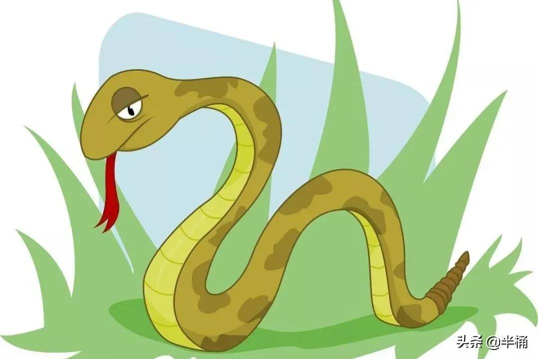 菜花蛇為什么不怕眼鏡王蛇