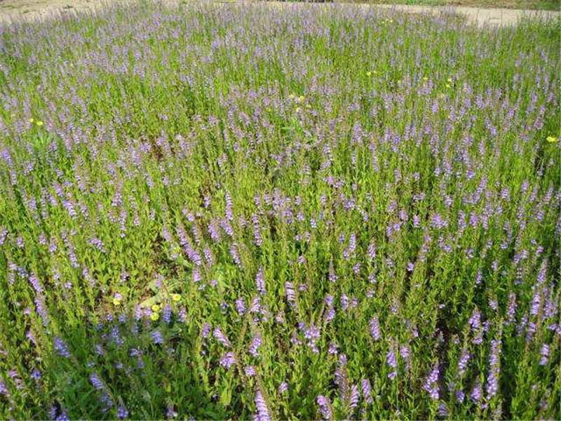 半枝蓮繁殖方法，半枝蓮的禁忌?