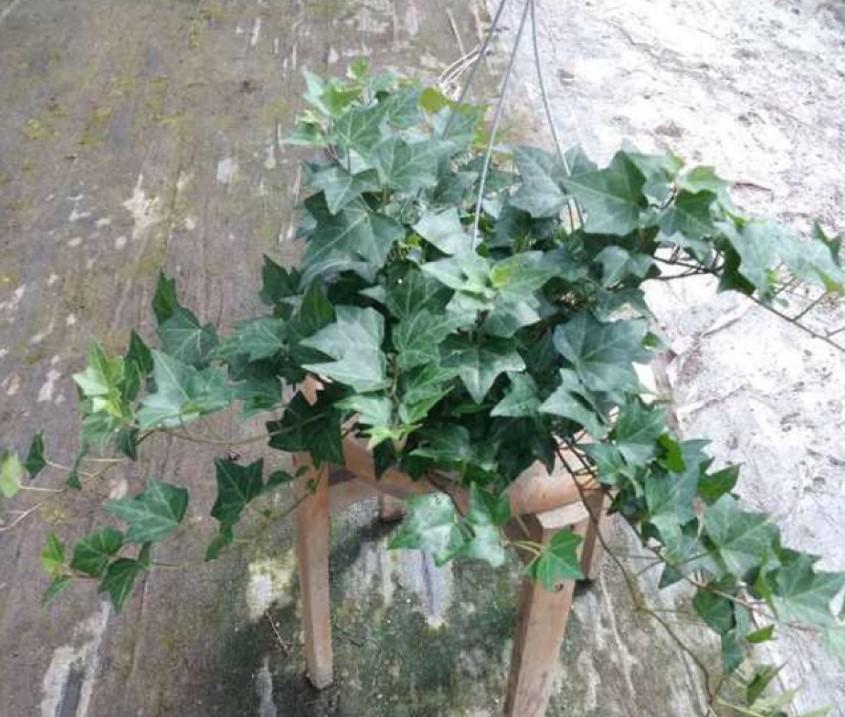 常春藤如何扦插，常春藤的扦插方法和注意事項?