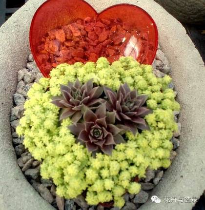 薄雪萬(wàn)年草開(kāi)花嗎，薄雪萬(wàn)年草耐寒多少度?