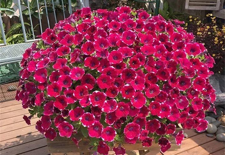 矮牽牛在什么季節開(kāi)花，矮牽牛開(kāi)花后要打頂嗎?